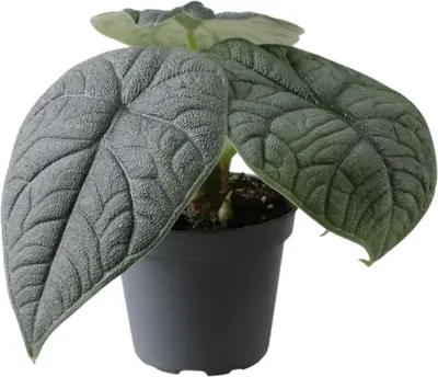 Alocasia cucullata 'Melo' (Reuzentaro) 8cm - afbeelding 1