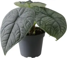 Alocasia cucullata 'Melo' (Reuzentaro) 8cm - afbeelding 1