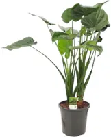 Alocasia cucullata (Olifantsoor) 80 cm - afbeelding 1