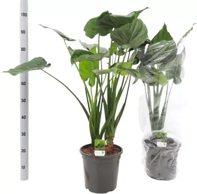 Alocasia cucullata (Olifantsoor) 80 cm - afbeelding 1