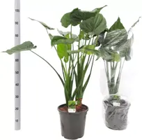 Alocasia cucullata (Olifantsoor) 80 cm - afbeelding 2