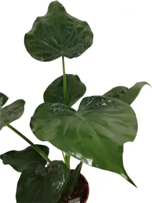 Alocasia cucullata (Olifantsoor) 90cm - afbeelding 2