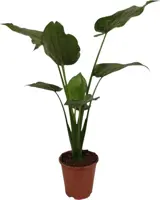 Alocasia cucullata (Olifantsoor) 90cm - afbeelding 1