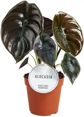 Alocasia cuprea 'Red Secret' (Olifantsoor) 30cm - afbeelding 1