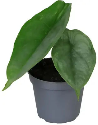Alocasia 'Dragon Breath' (Olifantsoor) 10cm - afbeelding 1