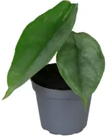 Alocasia 'Dragon Breath' (Olifantsoor) 10cm - afbeelding 1