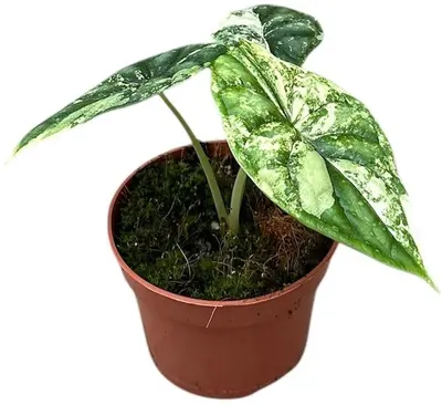 Alocasia 'Dragon scale' variegata 15cm - afbeelding 1