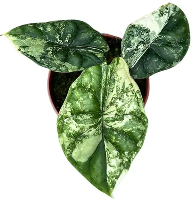 Alocasia 'Dragon scale' variegata 15cm - afbeelding 2