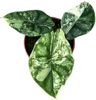 Alocasia 'Dragon scale' variegata 15cm - afbeelding 2