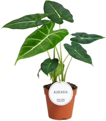 Alocasia frydek (Olifantsoor) 35cm - afbeelding 1