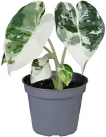 Alocasia 'Frydek Variegata' (Olifantsoor) 12cm - afbeelding 1