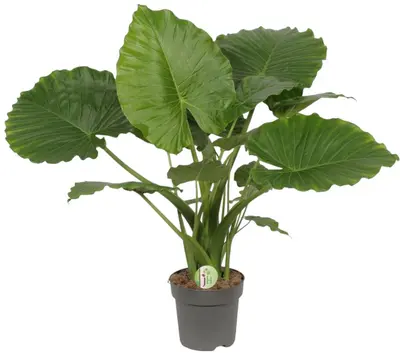 Alocasia gageana 'California' (Reuzentaro) 85cm - afbeelding 1