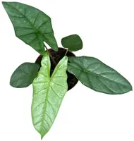 Alocasia 'Heterophylla Corazon' (Olifantsoor) 15cm - afbeelding 2