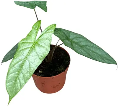 Alocasia 'Heterophylla Corazon' (Olifantsoor) 15cm - afbeelding 1