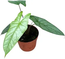 Alocasia 'Heterophylla Corazon' (Olifantsoor) 15cm - afbeelding 1