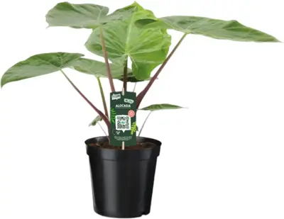 Alocasia 'Imperial Red' 60cm - afbeelding 1