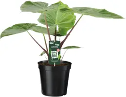Alocasia 'Imperial Red' 60cm - afbeelding 1