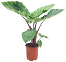 Alocasia imperial red - afbeelding 1
