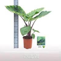Alocasia imperial red - afbeelding 2