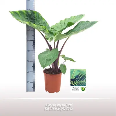 Alocasia 'Imperial Red' (Olifantsoor) 80cm - afbeelding 2