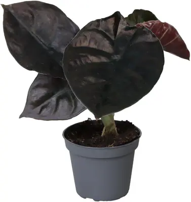 Alocasia Infernalis 'Black Magic'  15cm - afbeelding 1