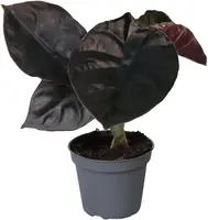 Alocasia Infernalis 'Black Magic'  15cm - afbeelding 1