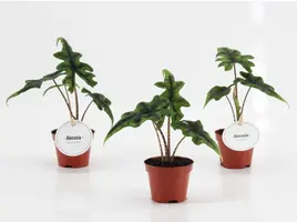 Alocasia 'Jacklyn' 10cm - afbeelding 2