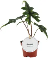 Alocasia 'Jacklyn' 10cm - afbeelding 1