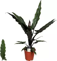 Alocasia lauterbachiana (Olifantsoor) 70cm - afbeelding 1