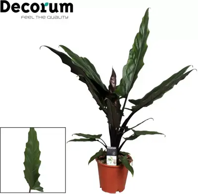 Alocasia lauterbachiana (Olifantsoor) 70cm - afbeelding 2