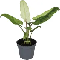 Alocasia 'Lauterbachiana Variegata' (Olifantsoor) 15cm - afbeelding 1