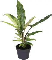 Alocasia lauterbachiana variegata (Olifantsoor) 20cm - afbeelding 1