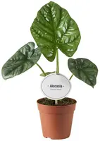 Alocasia Lukiwan (Olifantsoor) 20cm - afbeelding 1
