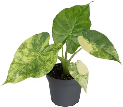 Alocasia 'Macrorrhiza Aurea Variegata' (Olifantsoor) 15cm - afbeelding 1