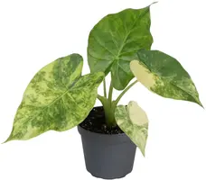 Alocasia 'Macrorrhiza Aurea Variegata' (Olifantsoor) 15cm - afbeelding 1