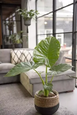 Alocasia macrorrhiza (Olifantsoor) 60cm - afbeelding 3