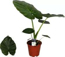 Alocasia macrorrhiza (Olifantsoor) 60cm - afbeelding 1