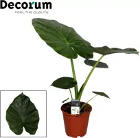 Alocasia macrorrhiza (Olifantsoor) 60cm - afbeelding 2