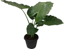 Alocasia macrorrhizos (Olifantsoor) 130cm - afbeelding 1