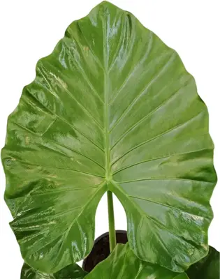Alocasia macrorrhizos (Olifantsoor) 130cm - afbeelding 2