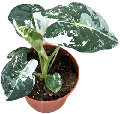 Alocasia micholitziana 'Frydek' (Reuzentaro) 20cm - afbeelding 2