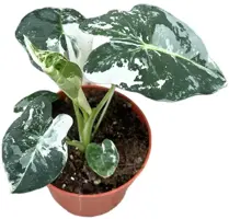 Alocasia micholitziana 'Frydek' (Reuzentaro) 20cm - afbeelding 2