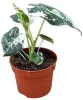 Alocasia micholitziana 'Frydek' (Reuzentaro) 20cm - afbeelding 1
