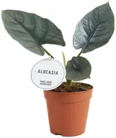 Alocasia Nebula (Olifantsoor) 25cm - afbeelding 1
