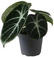 Alocasia 'Ninja' (Olifantsoor) 10cm - afbeelding 1