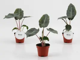Alocasia 'Pink dragon' 10cm - afbeelding 2