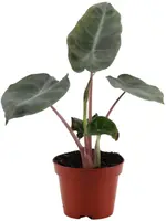 Alocasia 'Pink dragon' 10cm - afbeelding 1