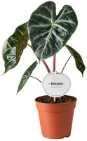 Alocasia 'Pink Dragon' (Reuzentaro) 25cm - afbeelding 1