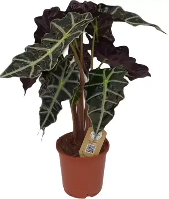 Alocasia polly (Olifantsoor) 60 cm - afbeelding 1