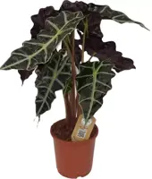 Alocasia polly (Olifantsoor) 60 cm - afbeelding 1